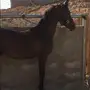مهر حصان 