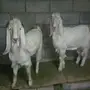 تيوس جذعان مغلقه شحم 