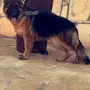 كلب جيرمن شيبرد لونق هير مستوى طيب 
