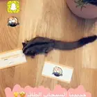 السنجاب الطائر متوفر تمارا