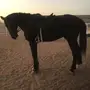 حصان اسود - خيل اسود