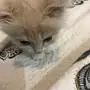 قطو شيرازي