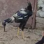 ديك باكستاني الطول 3 بلكات