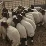 خرفان البيع 