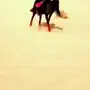 فرس واهو