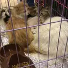 قطط للبيع الي يبي حياه