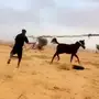 مهر شعبي شيخ