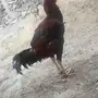 دجاج للبدل