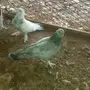 زوج تركي 