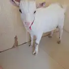 ماعز قزمي ذكر للبيع