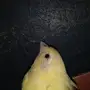 جوز كناري جاهز للإنتاج