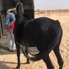 عربة لنقل الخيل بأنواعها 