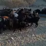 حلال للبيع مراح واحد ماعز وضان 