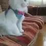 قطة شيرازية بيضاء للبيع 