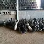 السلام عليكم نعرض لكم بط للبيع صوص