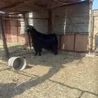 Stud goat guaranteed age six months old aggressive in mating