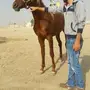 حصان 