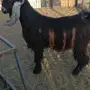 تيس عارضي صنف