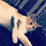 قطط للبيع