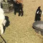 الباحه-العقيق