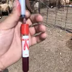 دكتور بيطري 