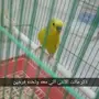طيور الحب مع فروخها  ذكر كناري منتج