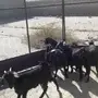 طليان ورخال وتيوس وعنقان 