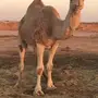للقصب ناقتين فواطر 