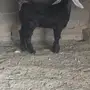 تيس للبيع 