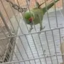 ببغاء دره للبيع او للبدل 