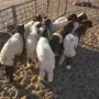 خرفان البيع 
