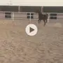 مهره عربيه شعبيه