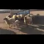 للبيع نعيم مواليد