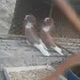 حمام بلجيكي