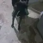انثى بيتيول 