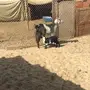 عنز تحتها جفره