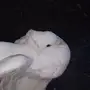 أهل الخبرة بالحمام أفيدونا 