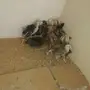 صوص بلدي العمر شهر ونص 