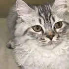 قطط للتبني