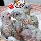 كنيور مون شيك فرخ نفذت الكمية