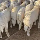 طليان طائيفية للمناسبات والمطابخ