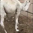 للبيع