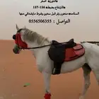 حصان فرنسي حفيد البطل عامر مستورد من الامارات