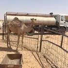 قعود حمر باتلي على حاكم هيف