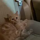 قط سكوتش ذكر للبيع