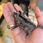 شوقر قلايدر
