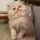 قطط للبيع كيتن بيكي فيس سكوتش فولد سكواتش شيرازي هملايا ذكر