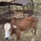 نهد عمره حوالي سنة