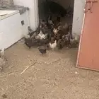 فروخ دجاج بلدي
