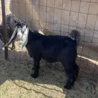 تيس لي البيع